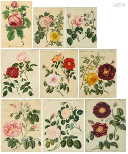 A collection of eight botanical prints of roses, e…