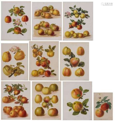 A collection of nine botanical chromo litho prints…