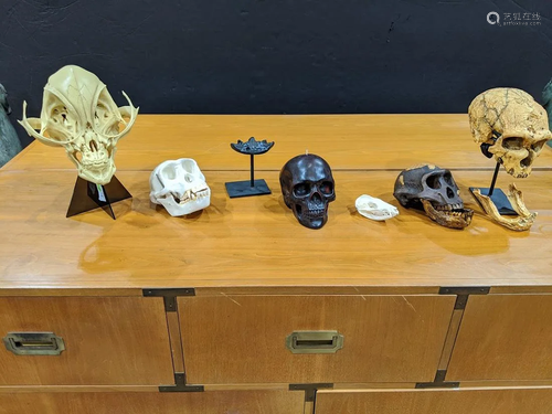 A group of decorative skull models