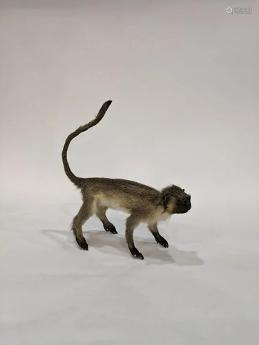 A small taxidermy monkey