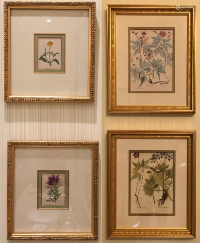 Two Pairs of Framed Floral Prints