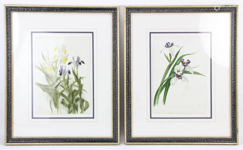 Two Hand Colored Chromolithographs of Flo…