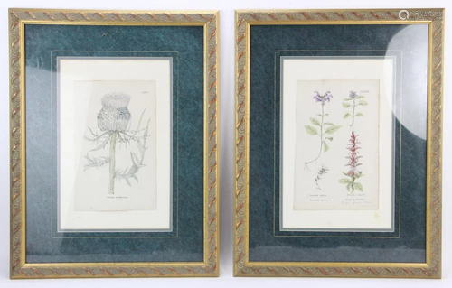 Two Hand Colored Engravings of Flowers