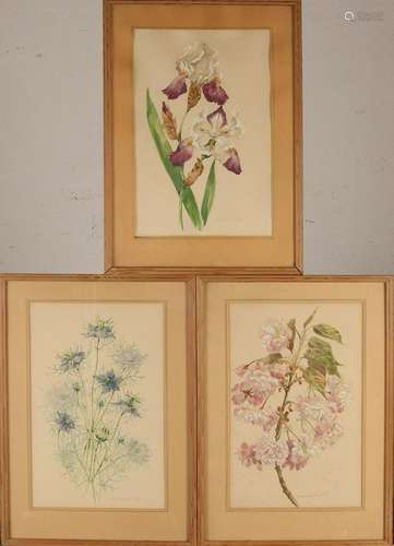 Marta Astfalck-Vietz. 1901- 1994. Three times botanical