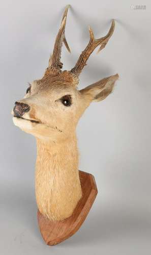 Mounted buck head. Confirmed plaque. 20th century.