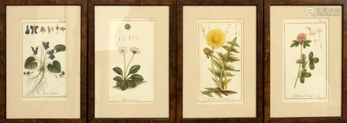 HANDCOLORED BOTANICAL LITHOGRAPH…