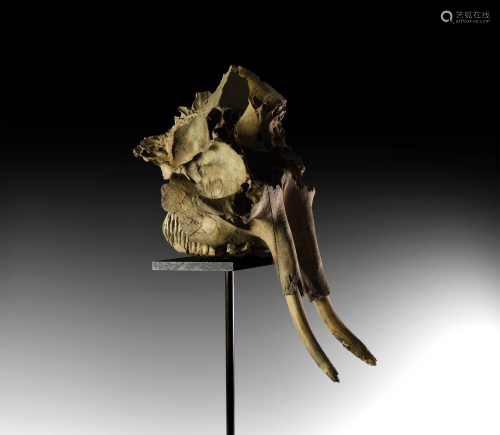 Natural History - Baby Mammoth Skull with…