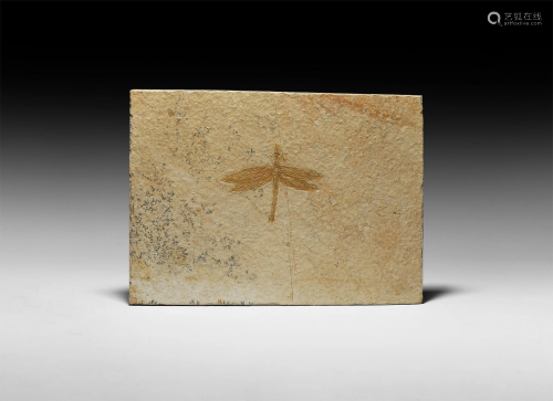 Natural History - Fossil Dragonfly