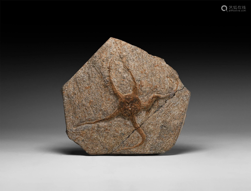 Natural History - Large Fossil Starfish