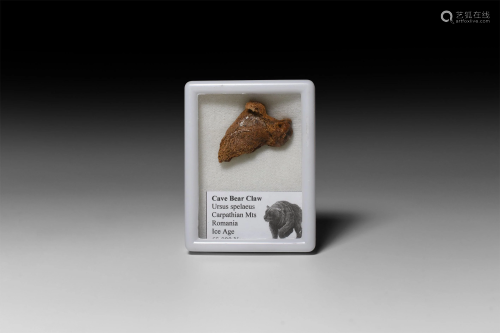 Natural History - Cave Bear Claw