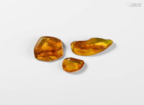 Lithuanian Amber Pieces with Insects
