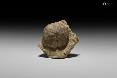 Natural History - Fossil Sea Urchin Display