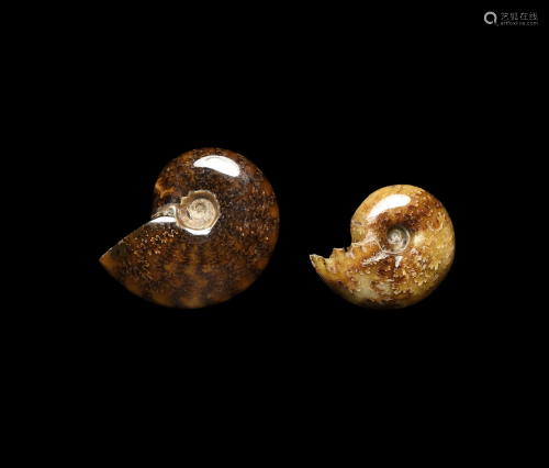 Natural History - Polished Fossil Ammonite …