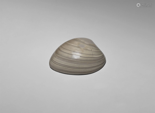 Natural History - Giant Fossil Bivalve