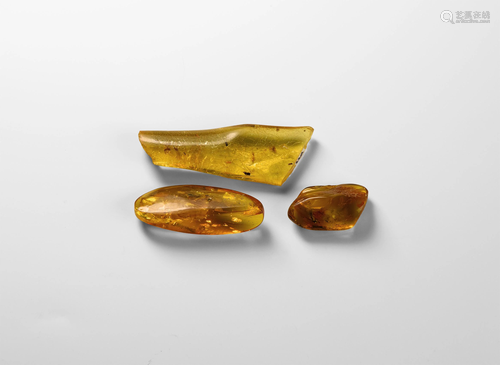 Polished Amber Pieces with Insects