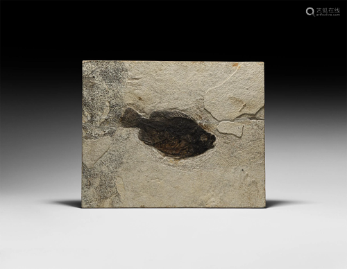 Natural History - Fossil Priscacaraliops Fish