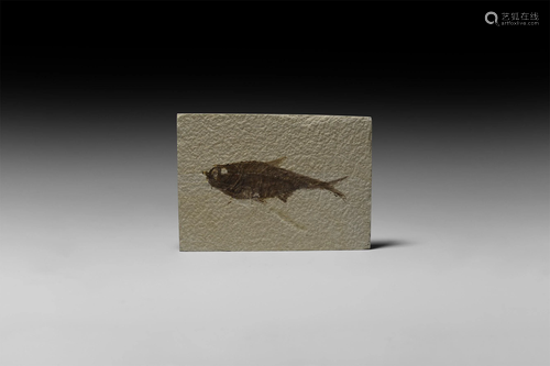 Natural History - Knightia Fossil Fish