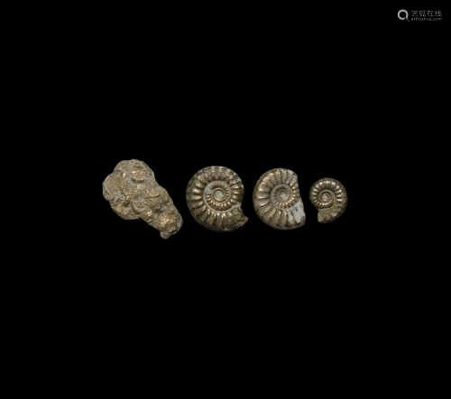 Pyrite Fossil Tropidoceras Ammonite Gr…