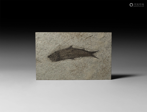 Natural History - Knightia Fossil Fish