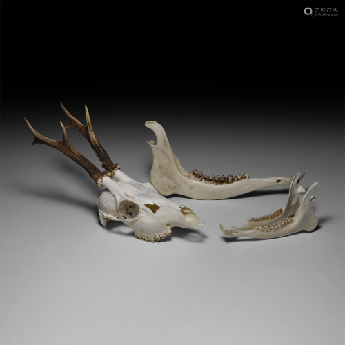 Natural History - European Roe Deer Skull