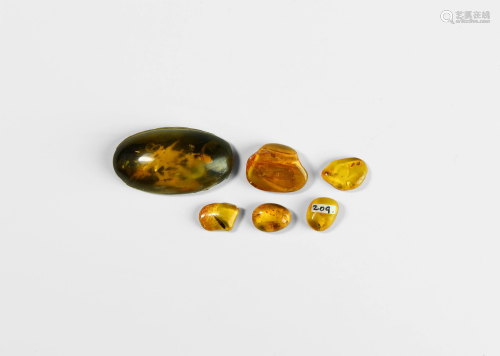 Polished Amber Pieces with Insects
