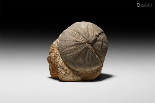 Fossil Clypeus Ploti Sea Urchin Display