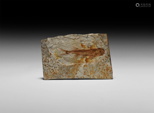 Natural History - Fossil Lycoptera Fish