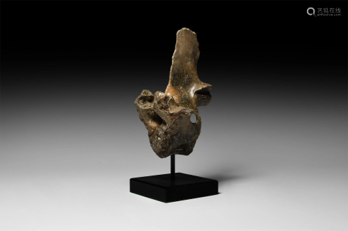 Natural History - Fossil Bison Vertebra