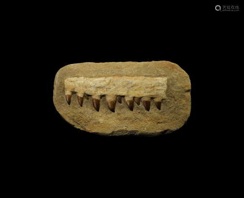 Natural History Reconstructed Mosasaur Jaw