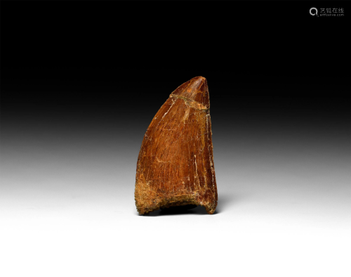 Natural History - Fossil African 'T-Rex' Tooth