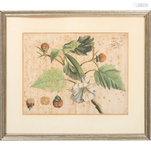 A Botanical Hand-Colored Engraving, Possibl…