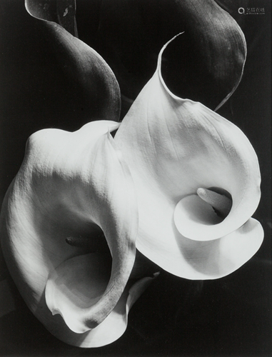 Imogen Cunningham (American, 1883-1976) T…