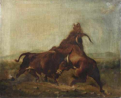 Zwei kämpfende Stiere, Öl auf Leinwand, un. links sign., Maße: 42 x 53 cm, partiell Farbverlust,