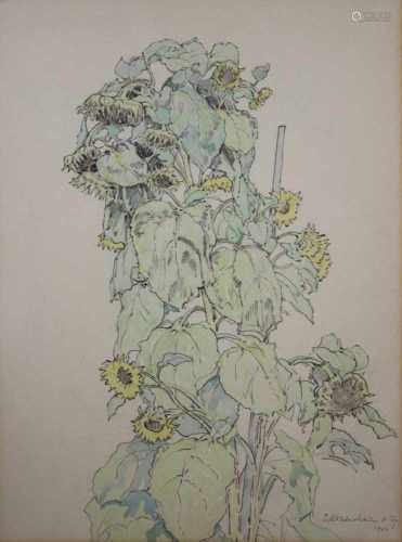 Joseph Kohlschein d. Jüngere (Düsseldorf 1884 - Neuss 1958), Sonnenblumen, 1956, Bleistift und