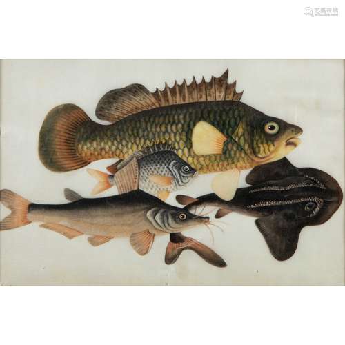 GROUP OF THREE PITH PAINTINGS OF FISHES                         QING DYNASTY, 19TH CENTURY