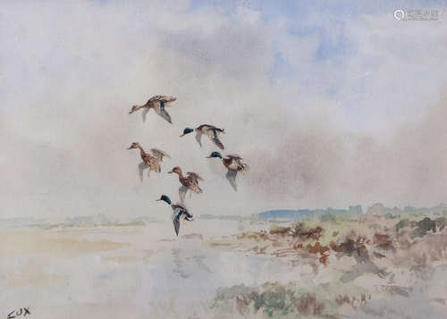 AR Jack Cox (1914-2007)Mallard alightingwatercolour, signed lower left23 x 33cm