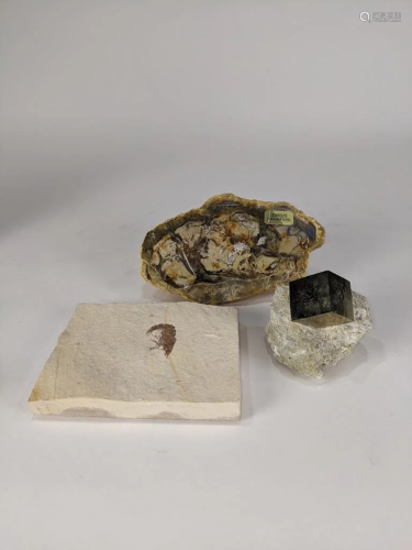 A collection of mineral specimen and fos…