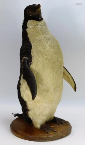 C1940 Antique Taxidermy Adelie Penguin …