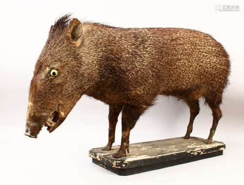 A STUFFED AND MOUNTED SOUTH AMERICAN PECCARY, on a painted wood plinth. 34ins long.