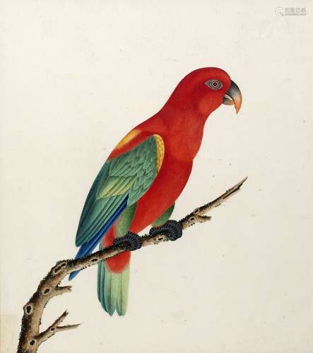 Chinese Company School circa 1800 Study of a parrot on a branch, on J. Whatman laid paper, framed