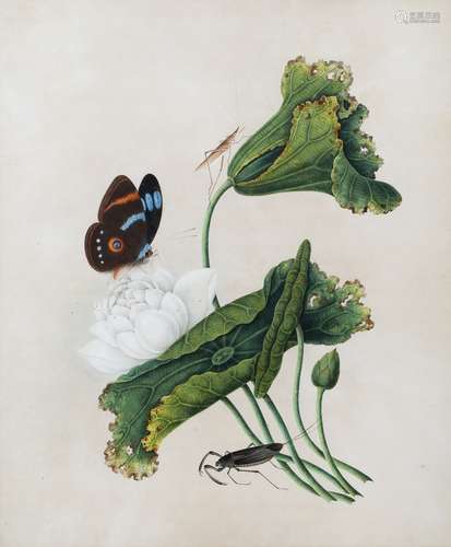 Chinese Company School circa 1800 Study of a butterfly and water lilies, framed and glazed 42cm x