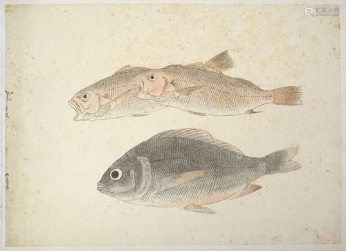 Fishes of Japan late Edo/Meiji period Album containing 30 plates of watercolours depicting various