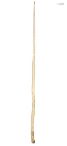 A large Narwhal Tusk, 19th century, main shaft 80in (204 cm), extended to 87in (221cm)