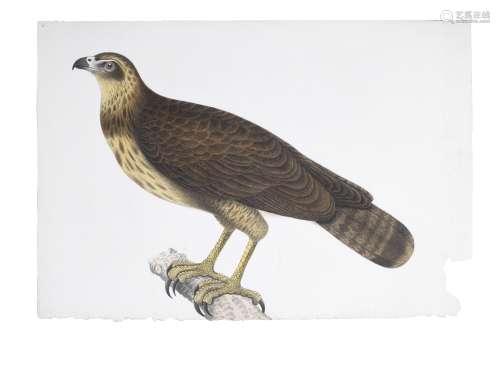 An eagle perched on a branch Company School, Calcutta, early 19th Century