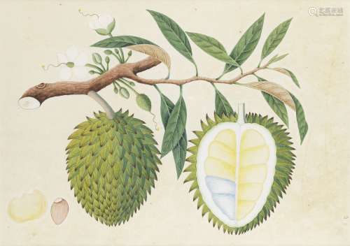 A study of a custard apple Company School, Calcutta, circa 1820-30