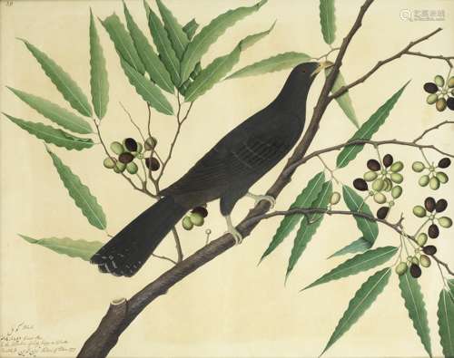 A study of a bird perched on the branch of a flowering plant, by Shaykh Zayn al-Din, from the col...