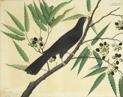 A study of a bird perched on the branch of a flowering plant, by Shaykh Zayn al-Din, from the col...