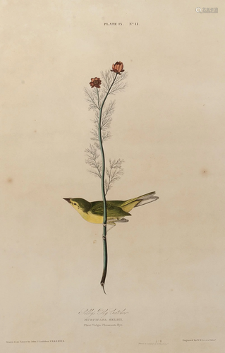 AUDUBON, John James (1785-1851). Selby…