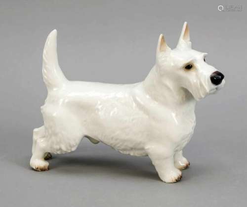 Terrier, Nymphenburg, beginning 20th century, white, model no. 631, designed by KonradSchmid, white,