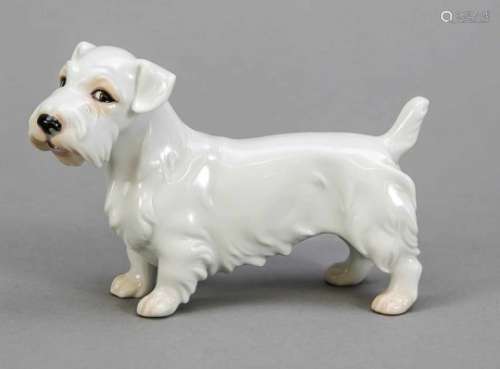 Scottish Terrier, Augarten, Vienna, 20th century, model No. 1699, white, lightly colored,L. 13